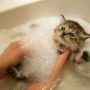 猫をお風呂に入れる頻度とは？　そもそもお風呂は必要なのか？