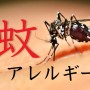 本当は恐ろしい？  知られていない蚊アレルギーの症状と治療法
